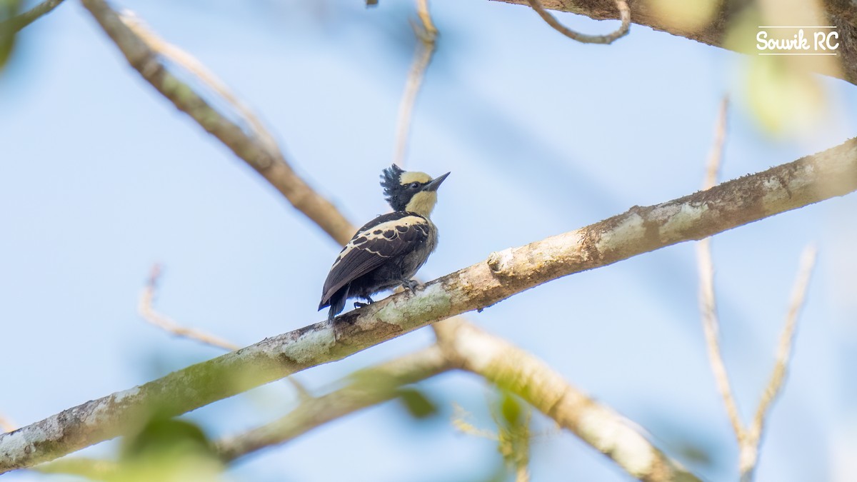 Heart-spotted Woodpecker - ML630159245