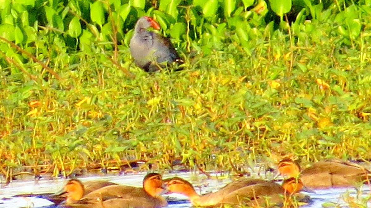 Philippine Swamphen - ML630159256