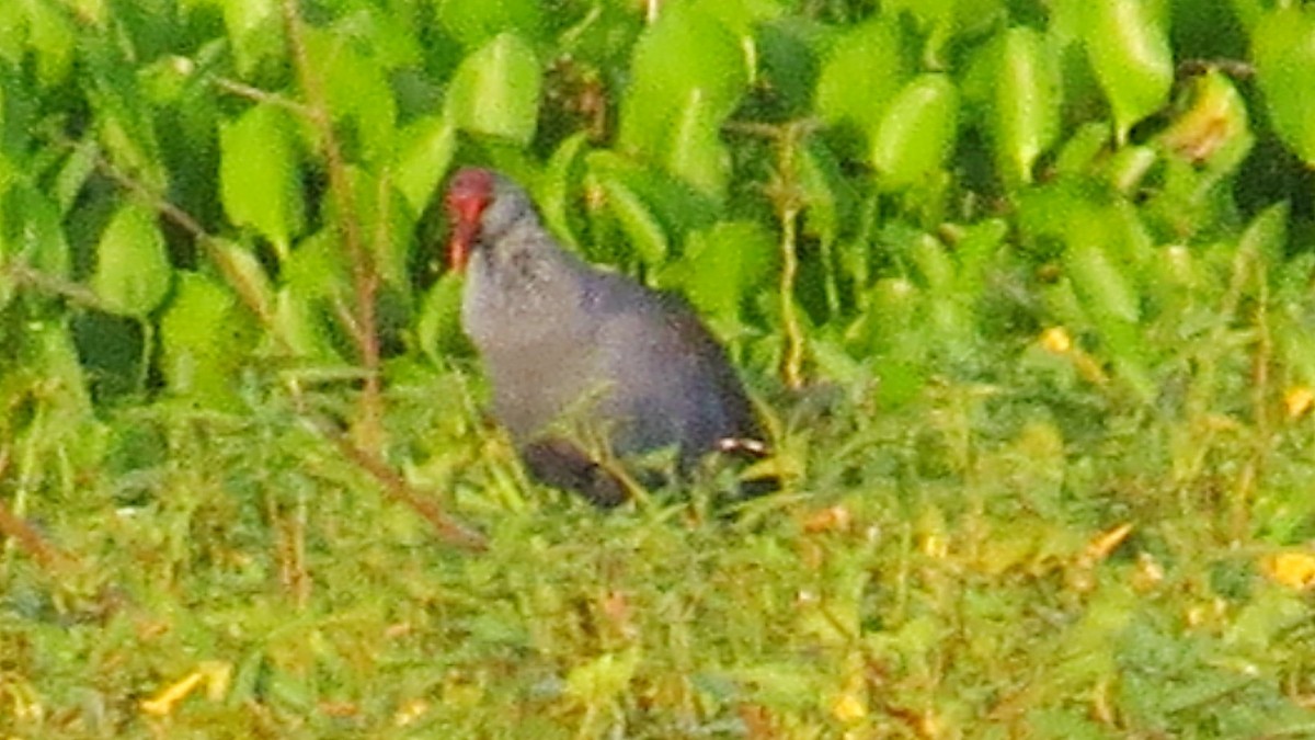 Philippine Swamphen - ML630159257