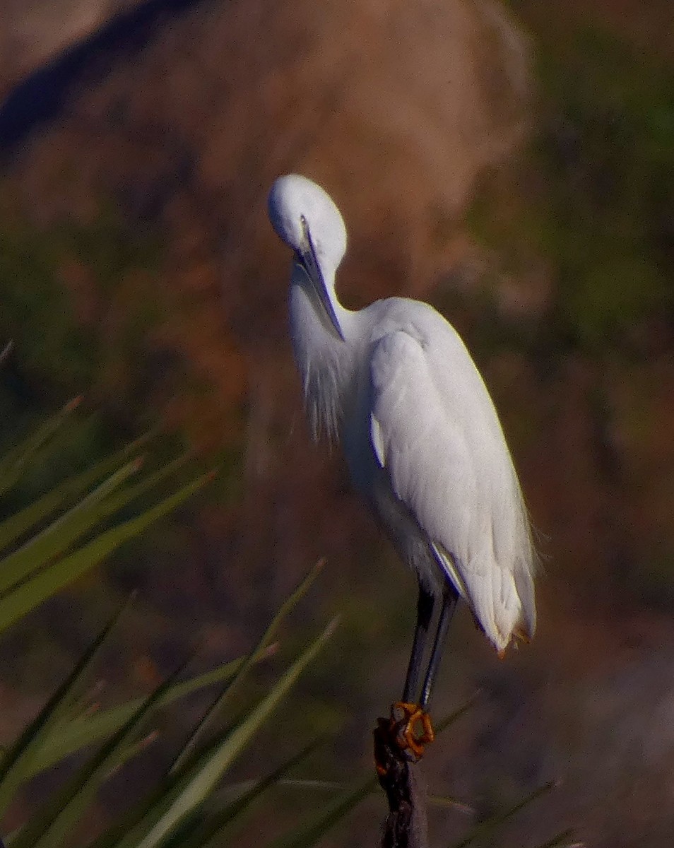 Little Egret - ML630159426