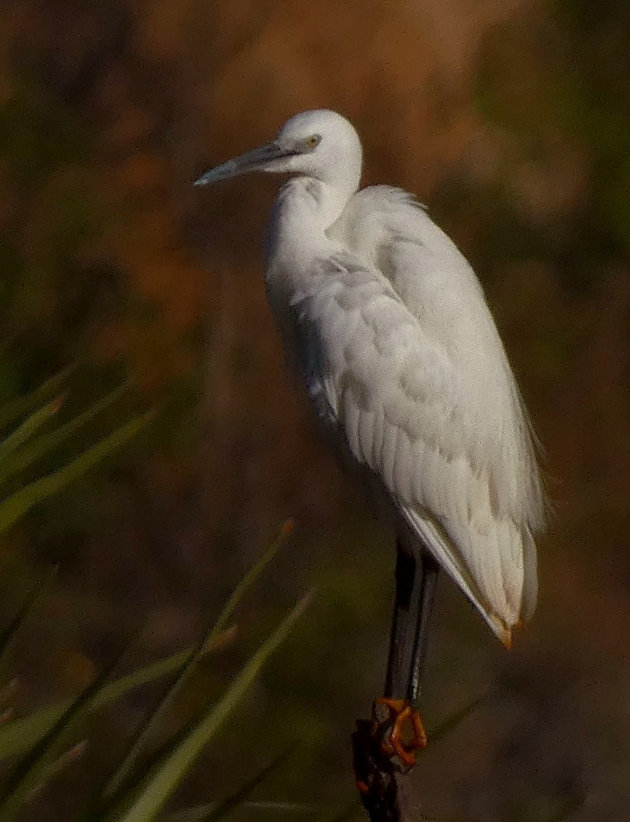 Little Egret - ML630159427