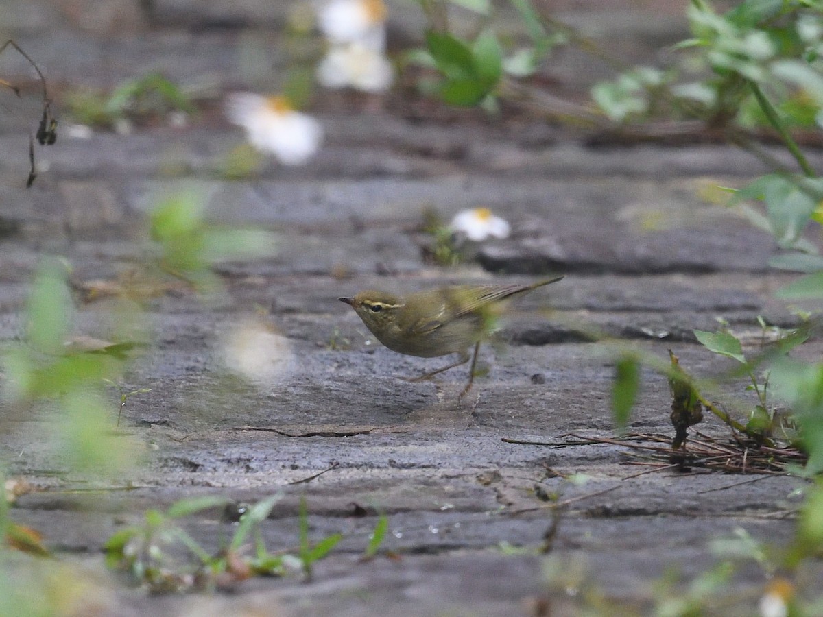 Умардын дууч шувуу - ML630159444