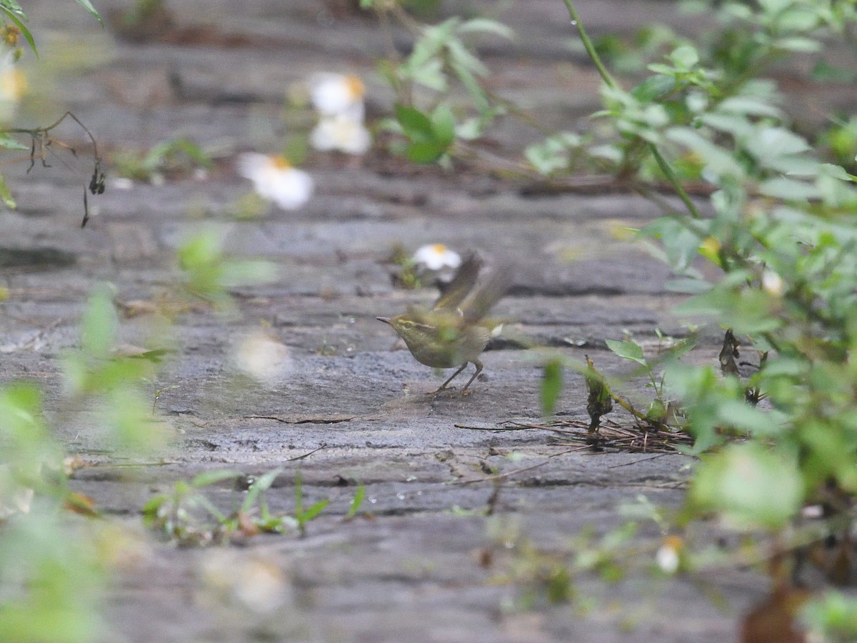 Умардын дууч шувуу - ML630159445