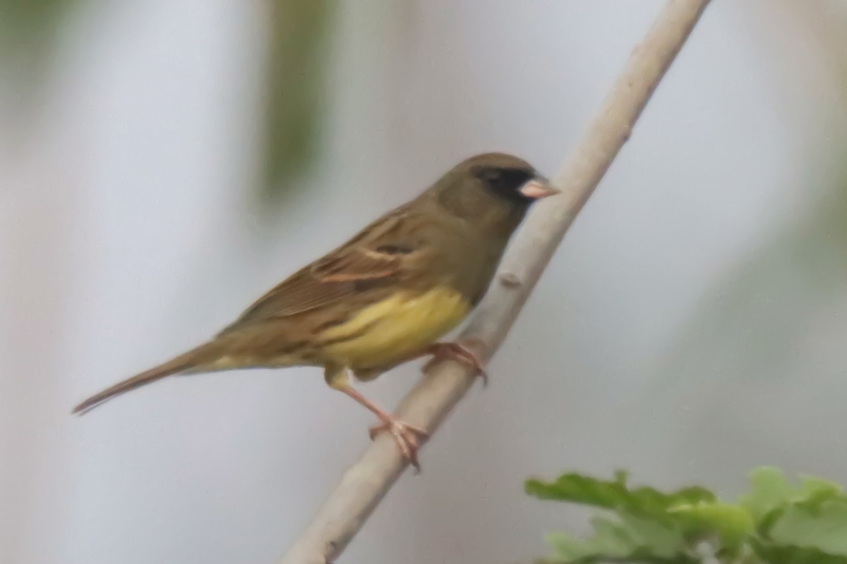 Black-faced Bunting - ML630159536
