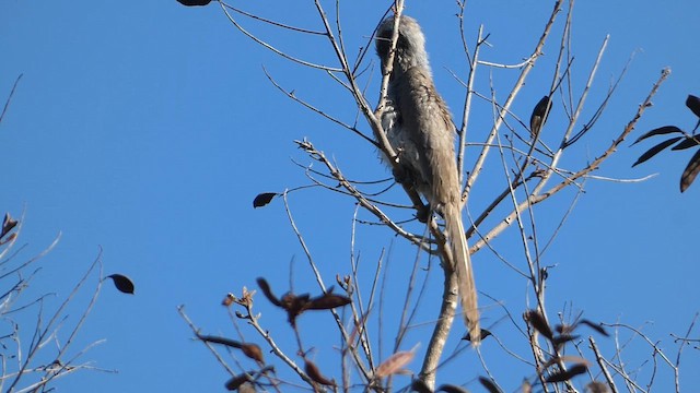 Indian Gray Hornbill - ML630159668