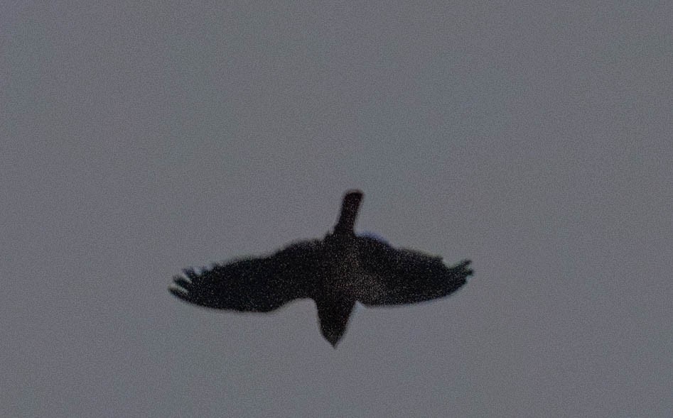 Rufous-bellied Nighthawk - ML630159713