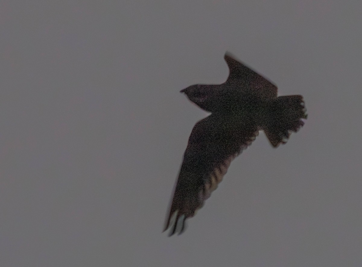 Rufous-bellied Nighthawk - ML630159714