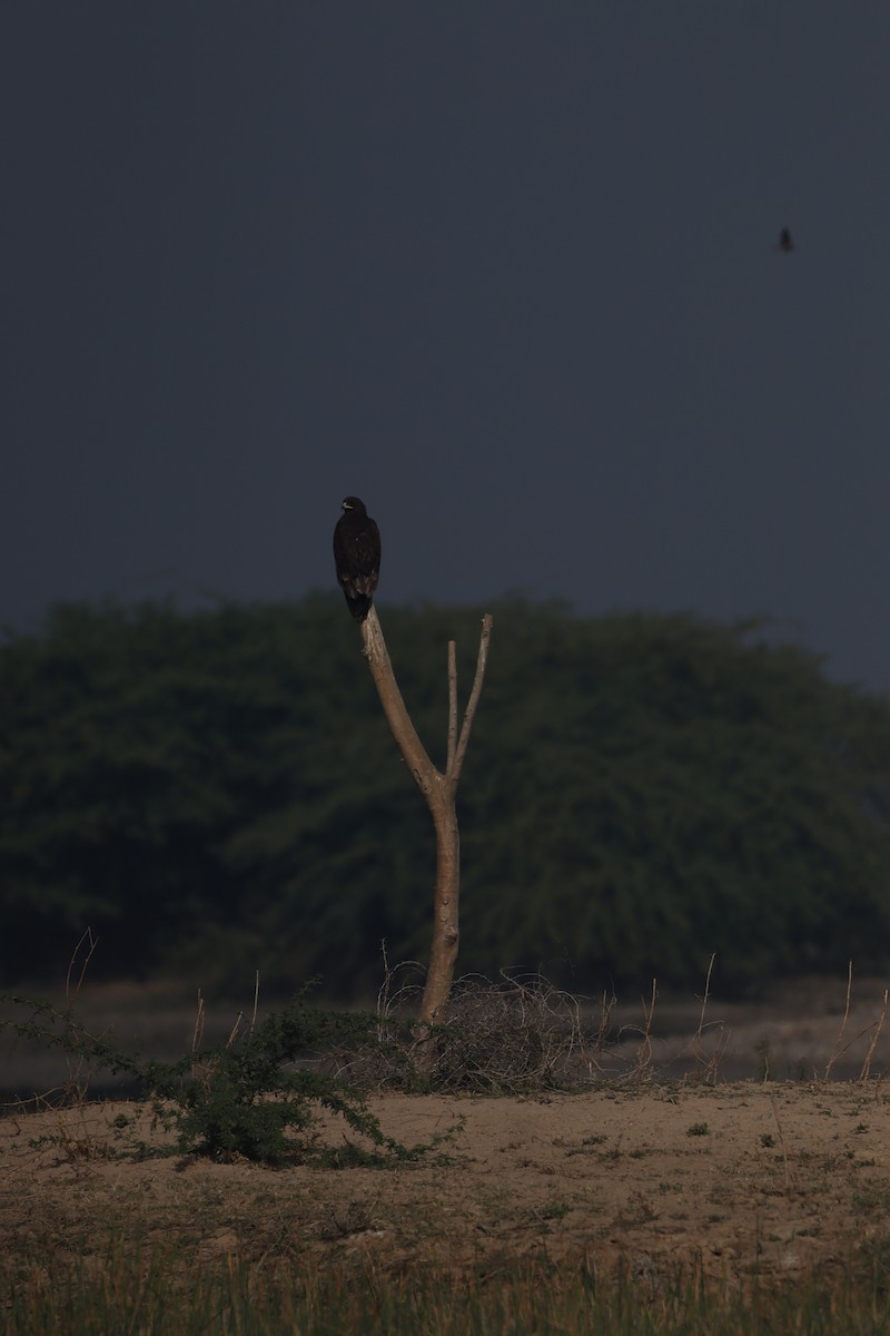 עיט צפרדעים - ML630159776