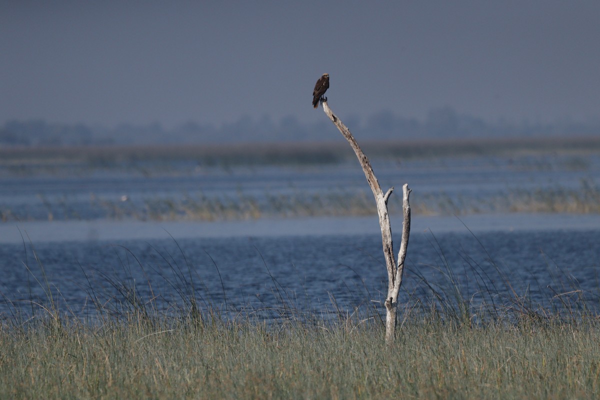 זרון סוף - ML630159790