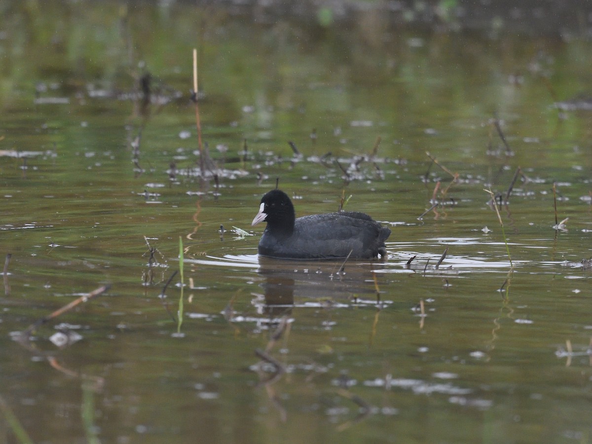 Халзан түнжүүр - ML630159793