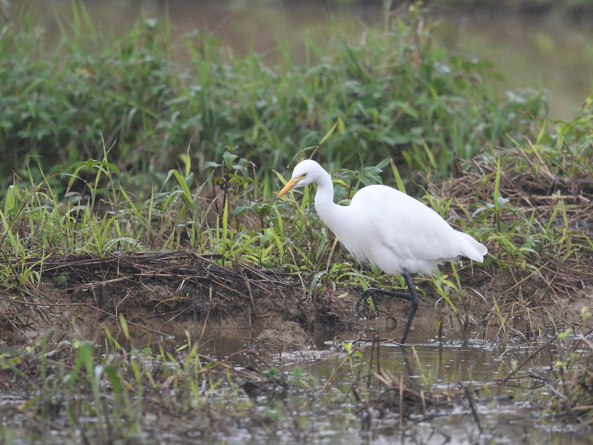 Бэсрэг дэглий - ML630159796