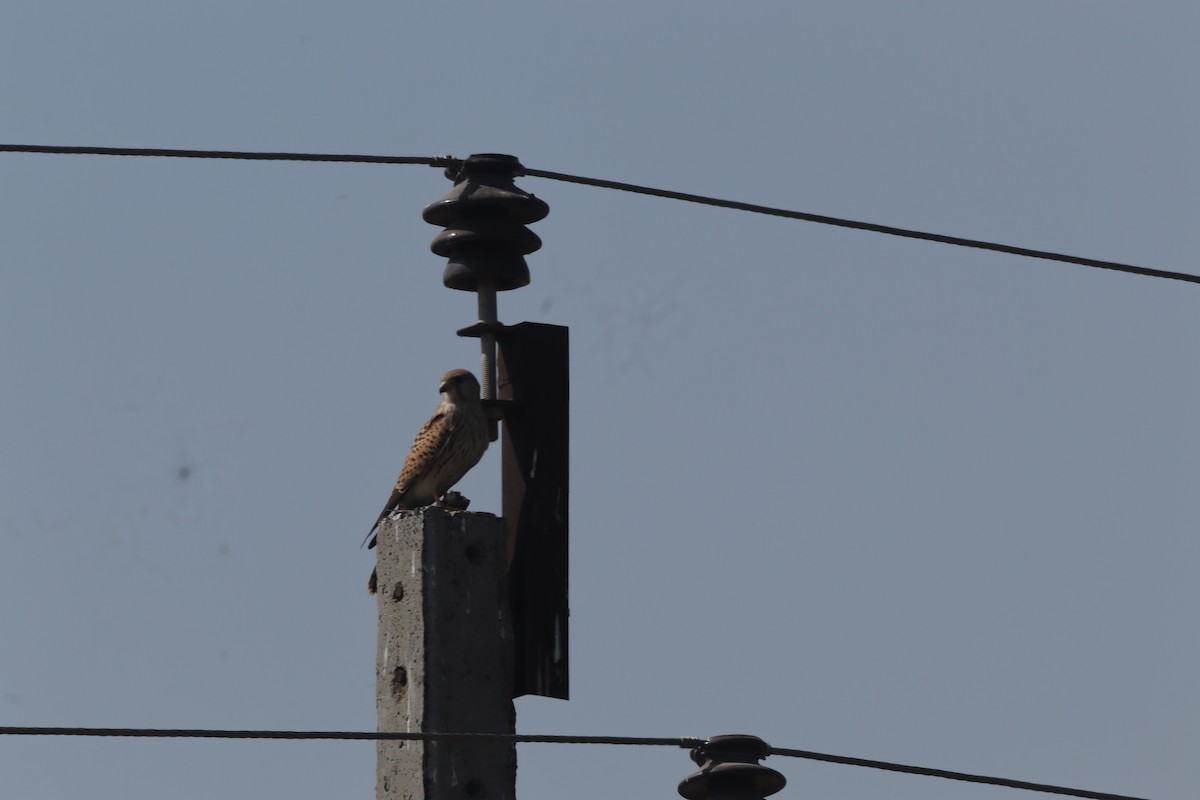 בז מצוי - ML630159801