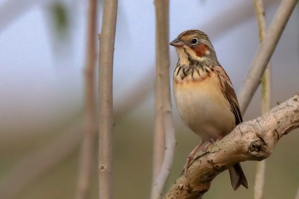 Chestnut-eared Bunting - ML630159804