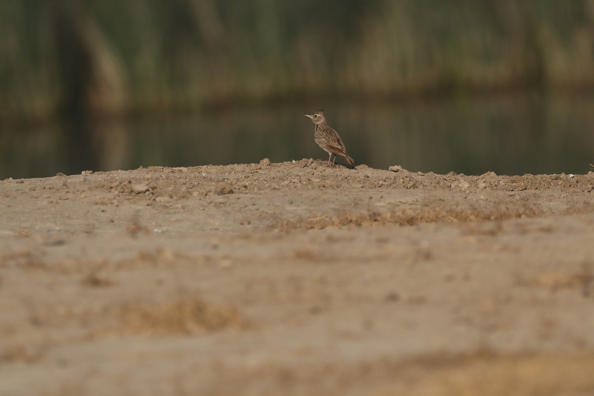 Rufous-tailed Lark - ML630159805