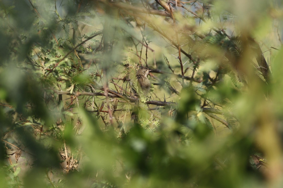 עלווית חורף - ML630159813