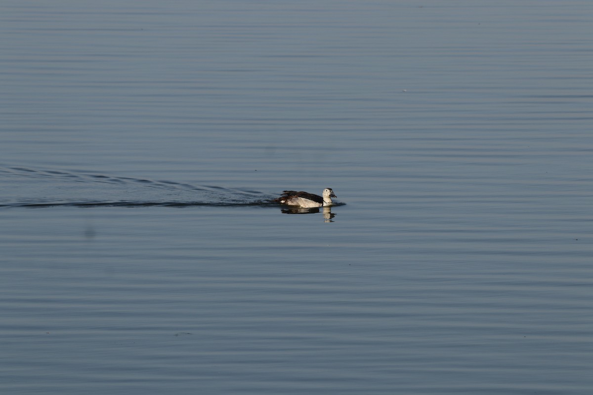 ברווז בלט-מקור - ML630159841