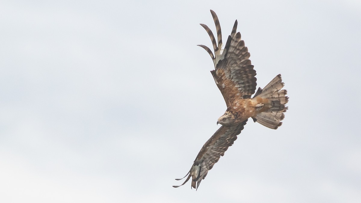 Square-tailed Kite - ML630159955