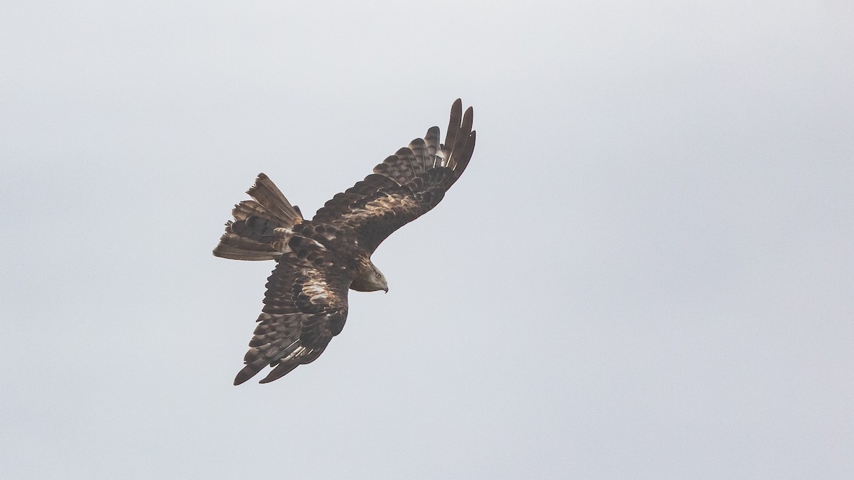 Square-tailed Kite - ML630159956