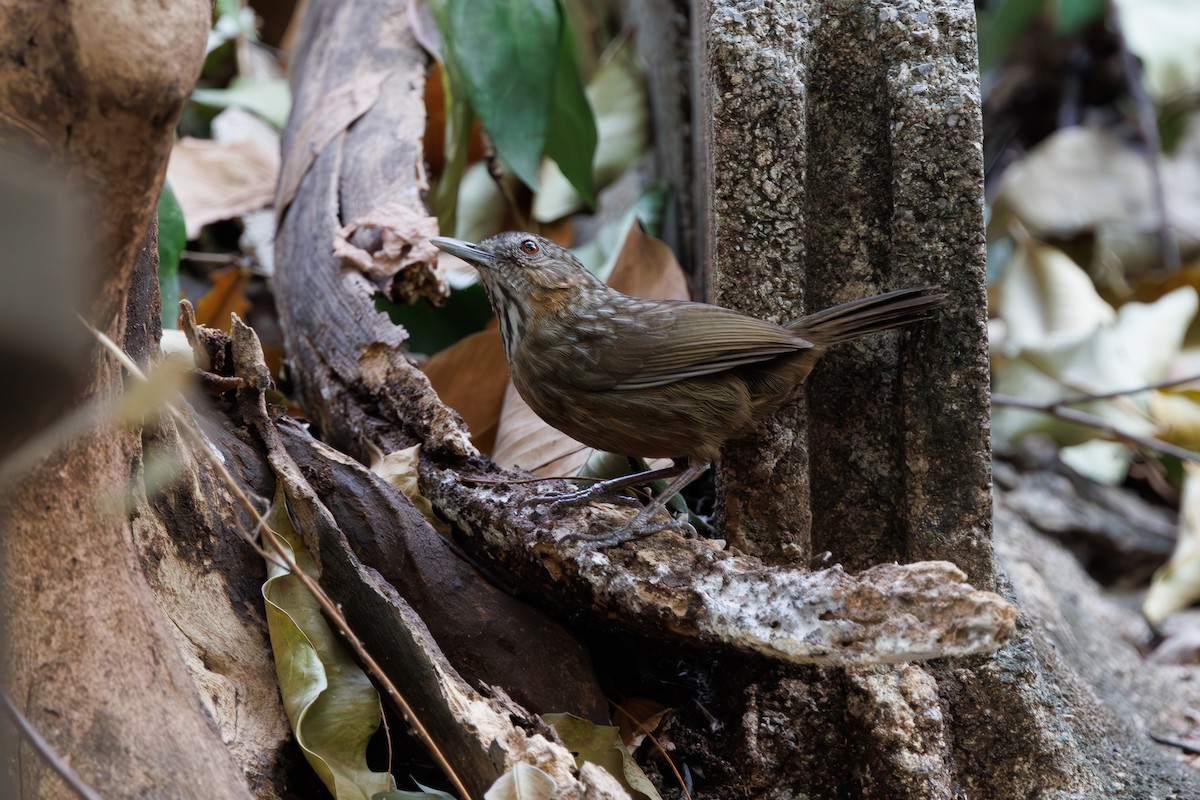 Rufous Limestone Babbler - ML630160137