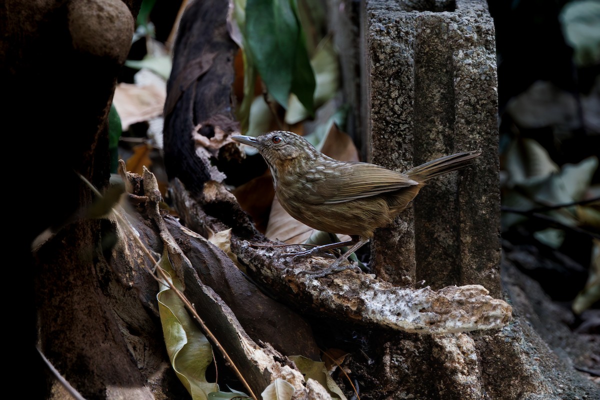 Rufous Limestone Babbler - ML630160139