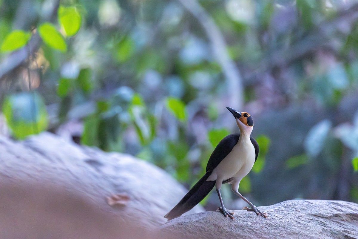 gulhodegrottefugl - ML630160249