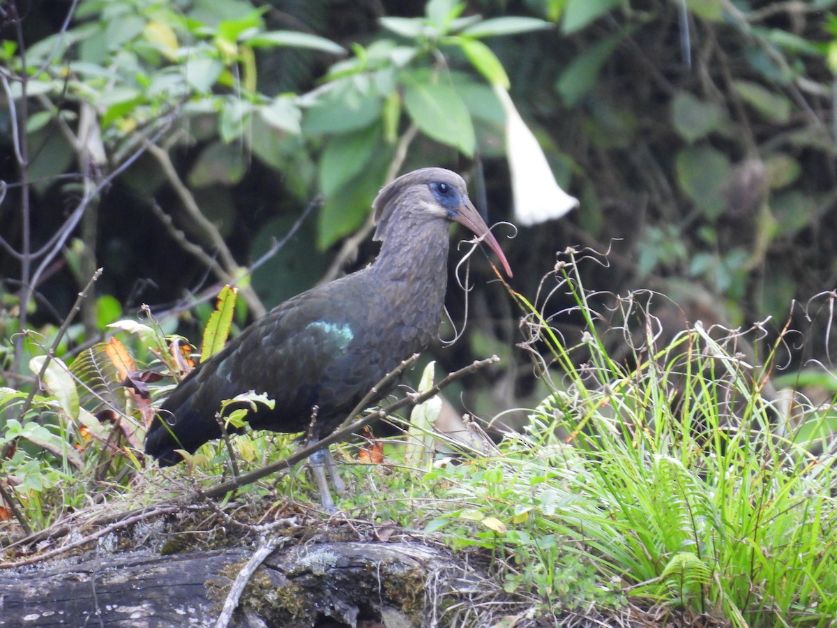 Olive Ibis - ML630160256