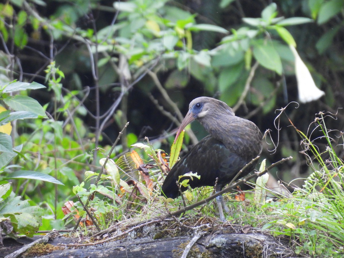 Olive Ibis - ML630160257