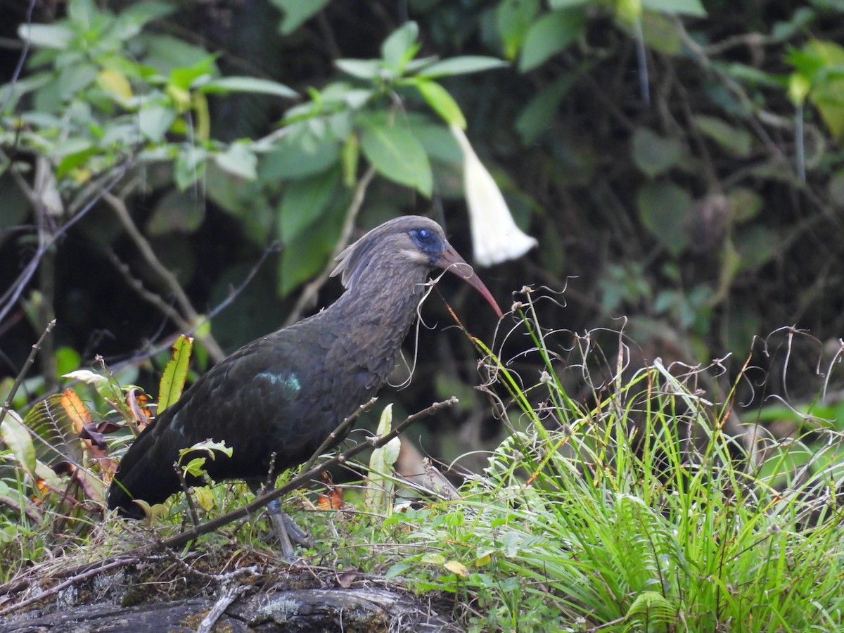 Olive Ibis - ML630160258