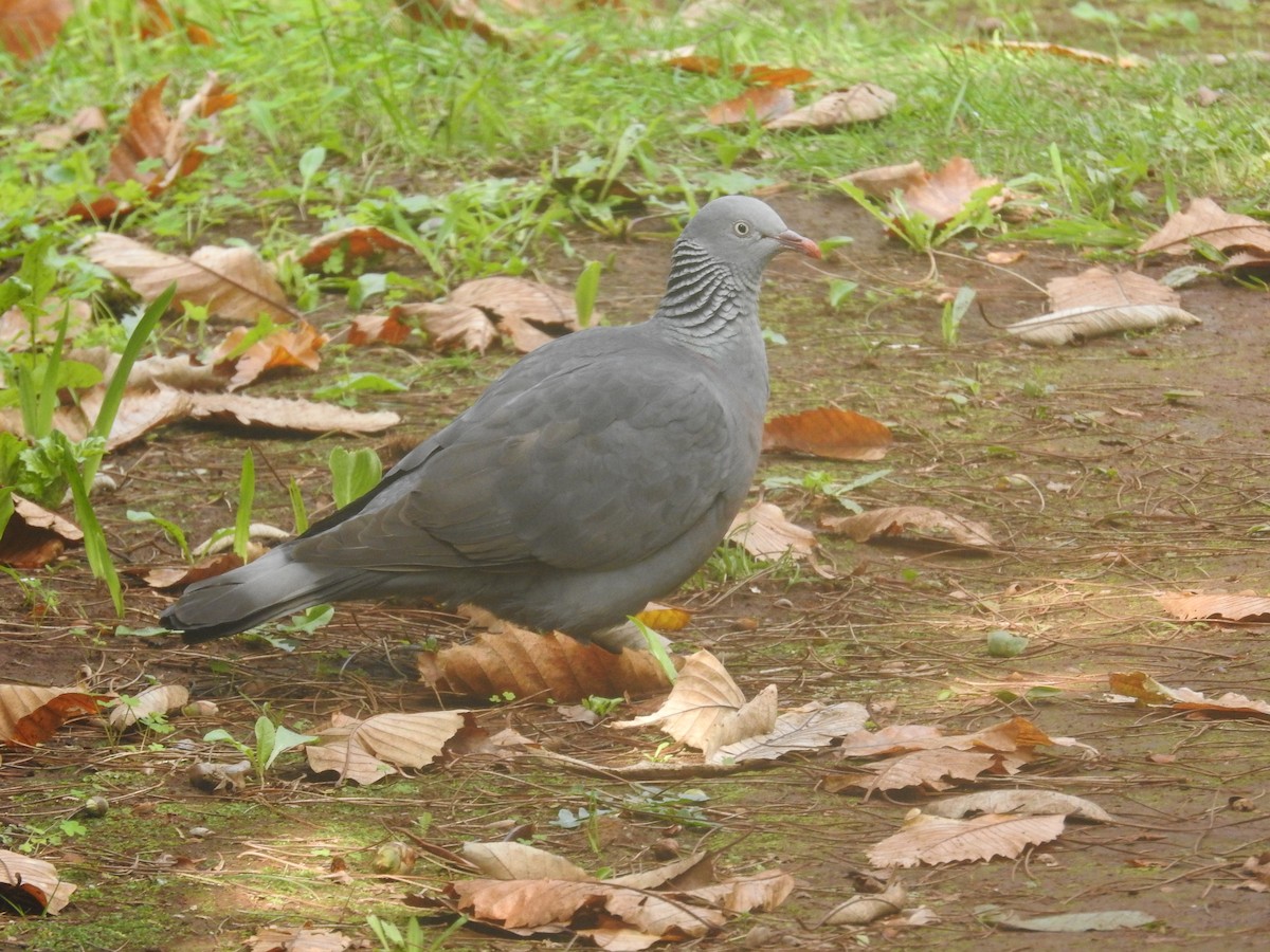 Trocaz Pigeon - ML630160289