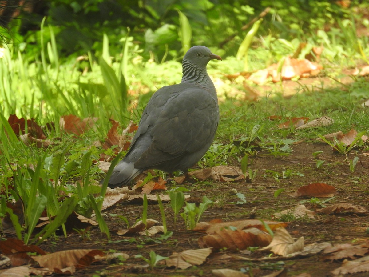 Trocaz Pigeon - ML630160291
