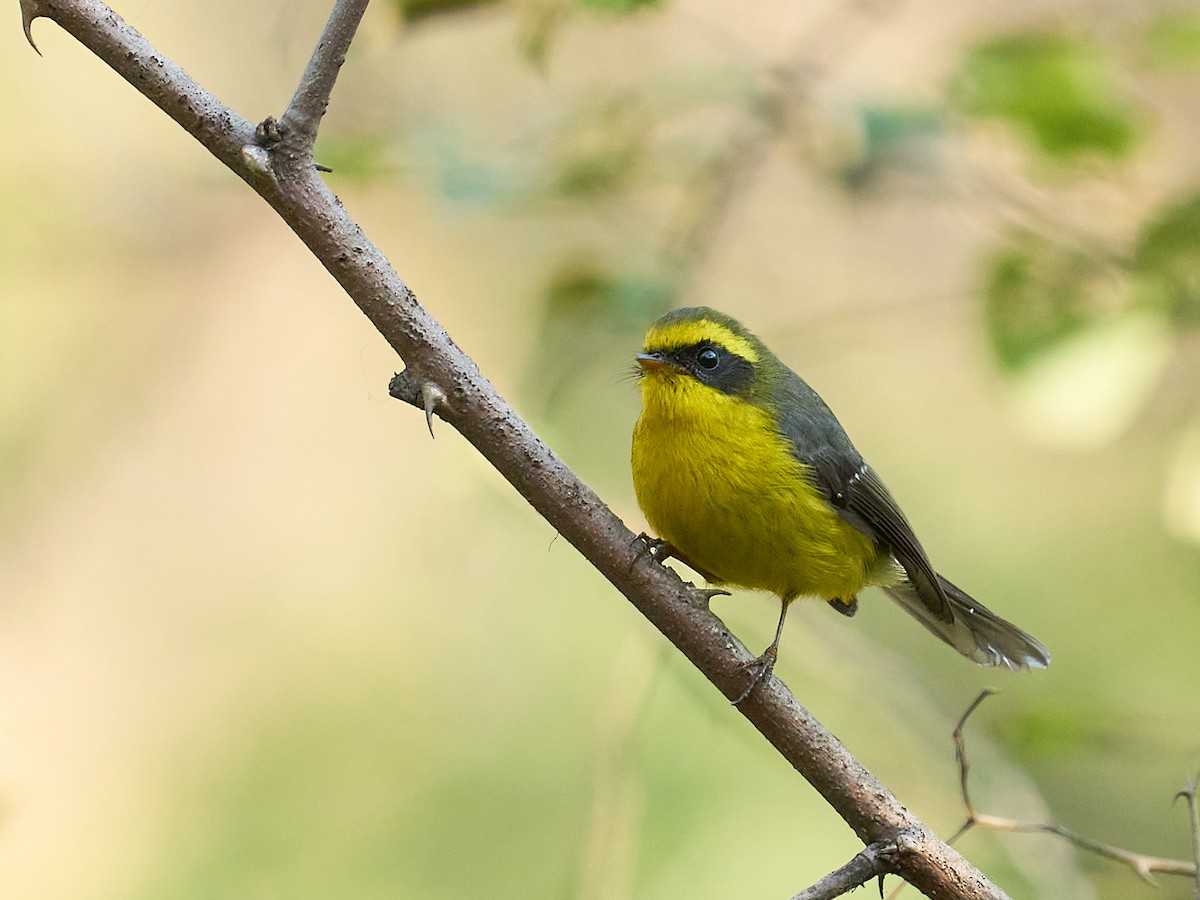 Papamoscas Ventrigualdo - ML630160331