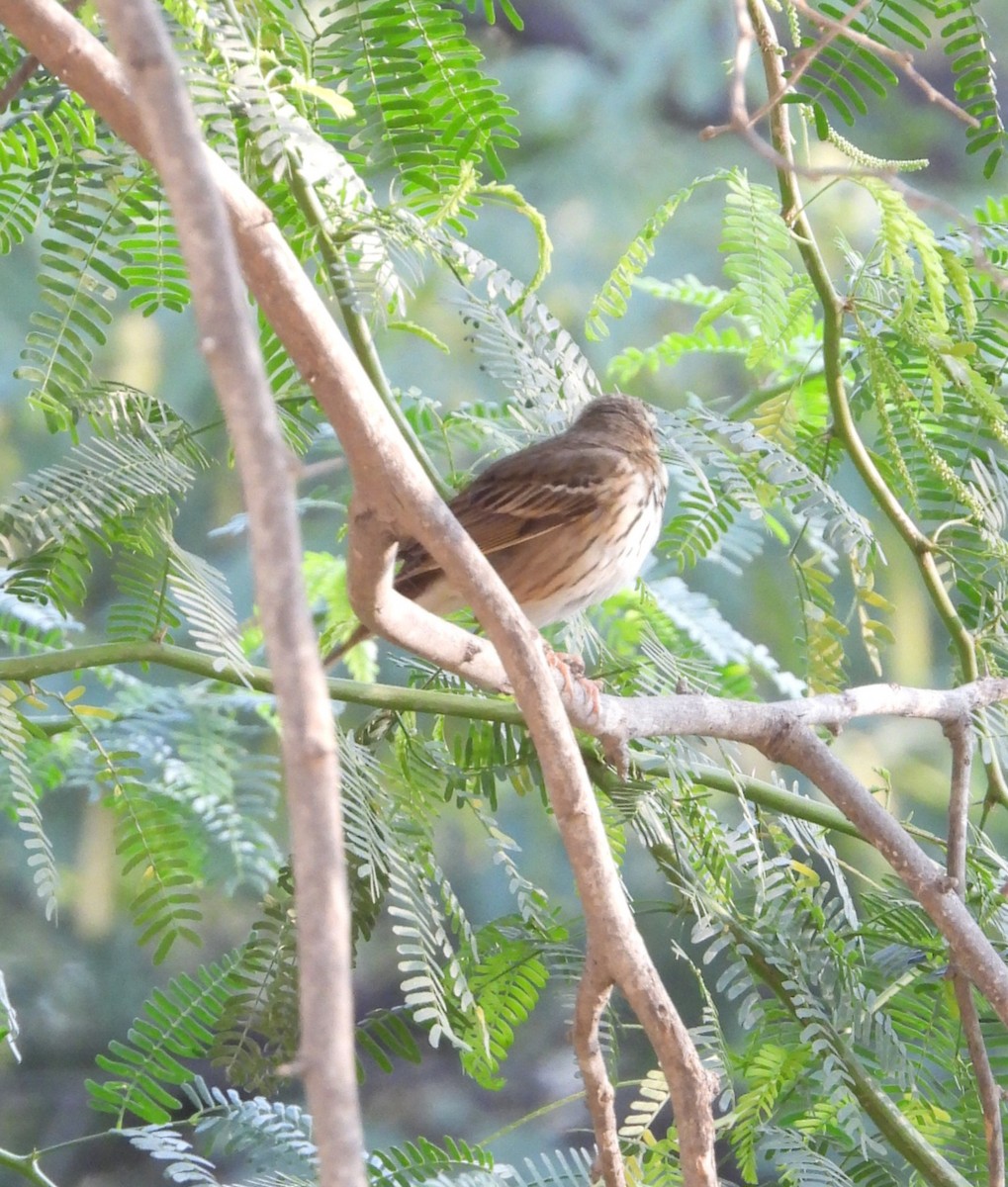 Olive-backed Pipit - ML630160337