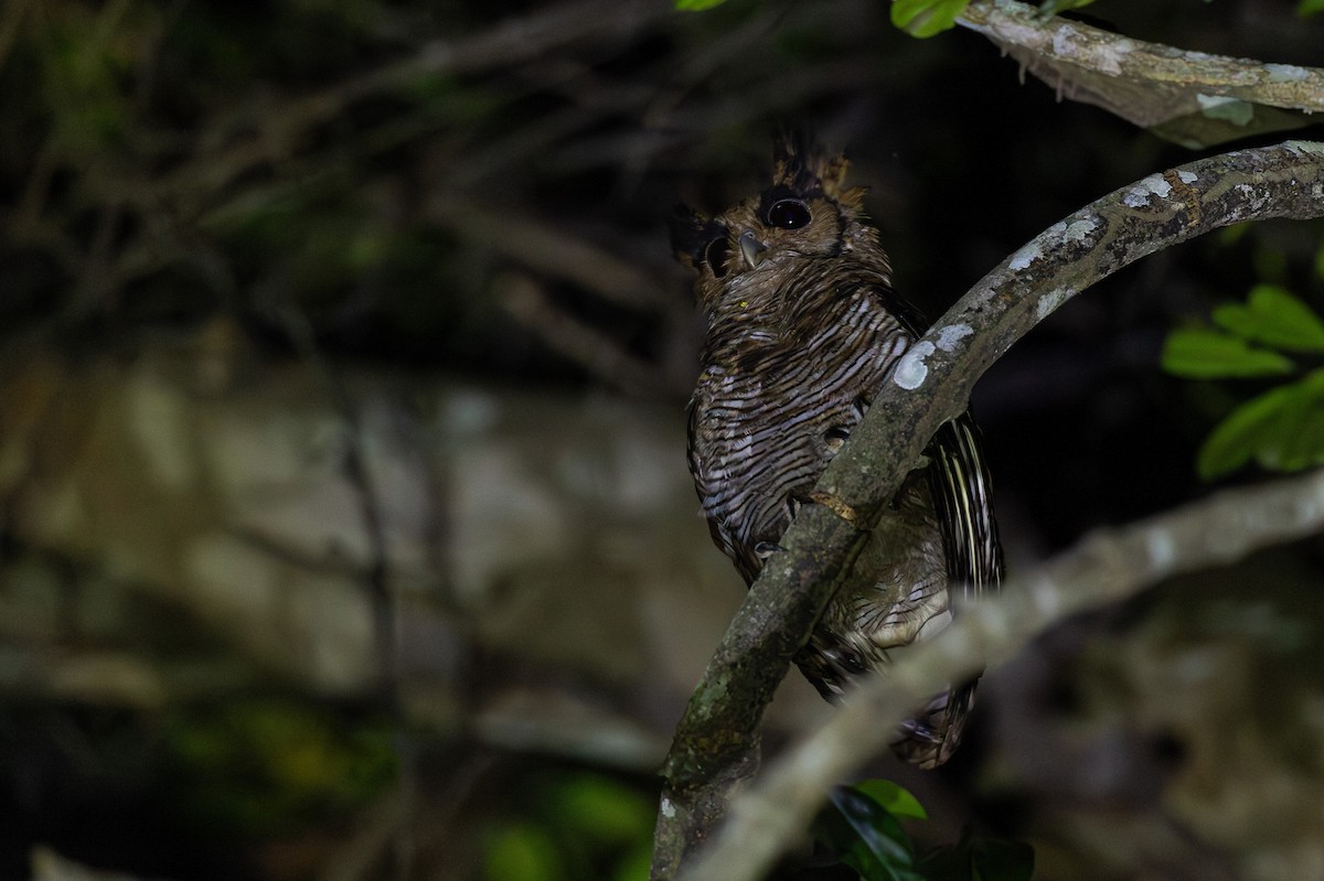 Grand-duc à aigrettes (poensis) - ML630160338