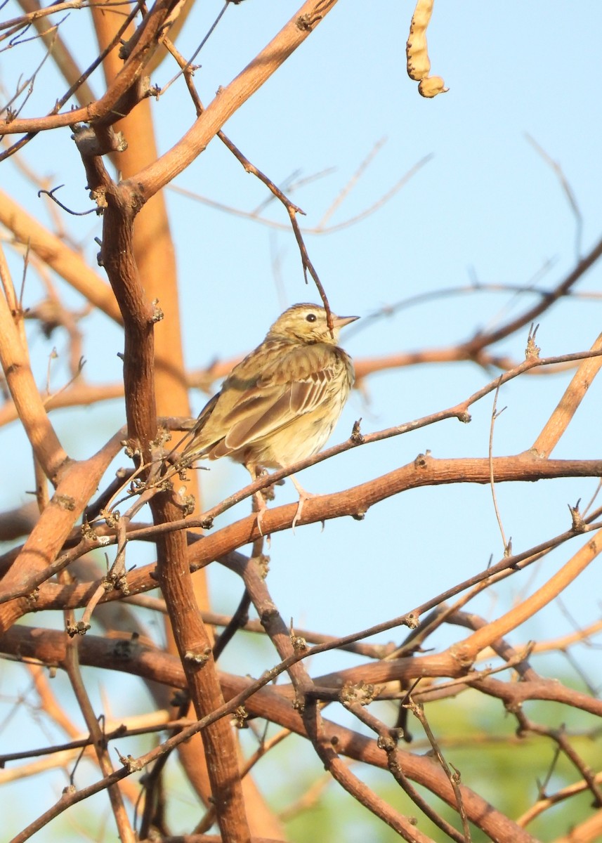 Tree Pipit - ML630160351
