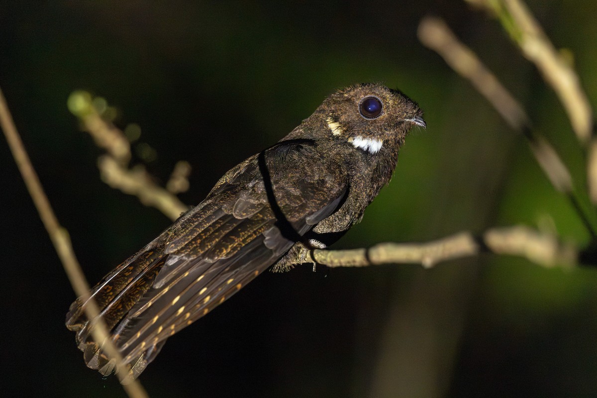 brunnattravn - ML630160358