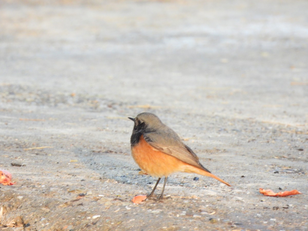 Black Redstart - ML630160368