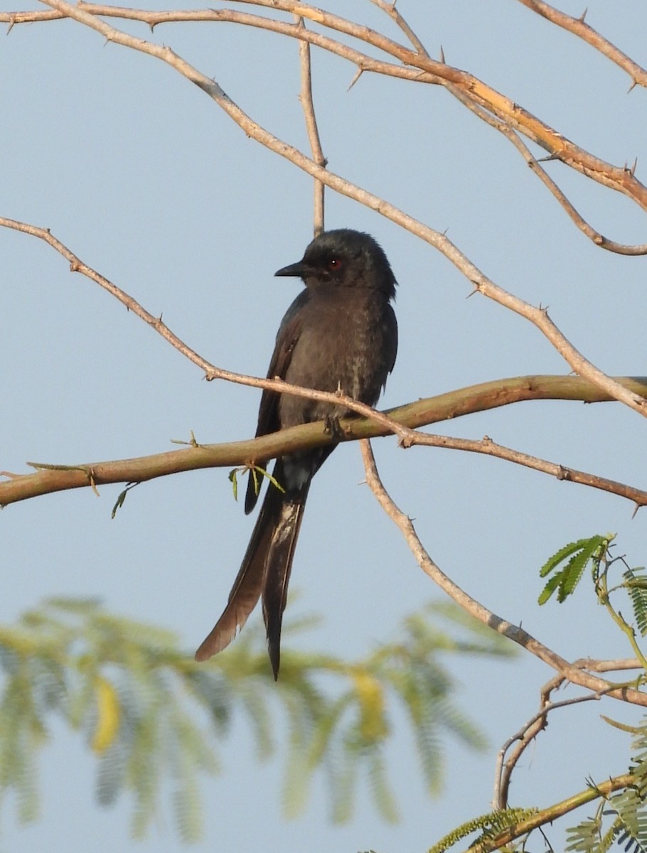 Ashy Drongo - ML630160448