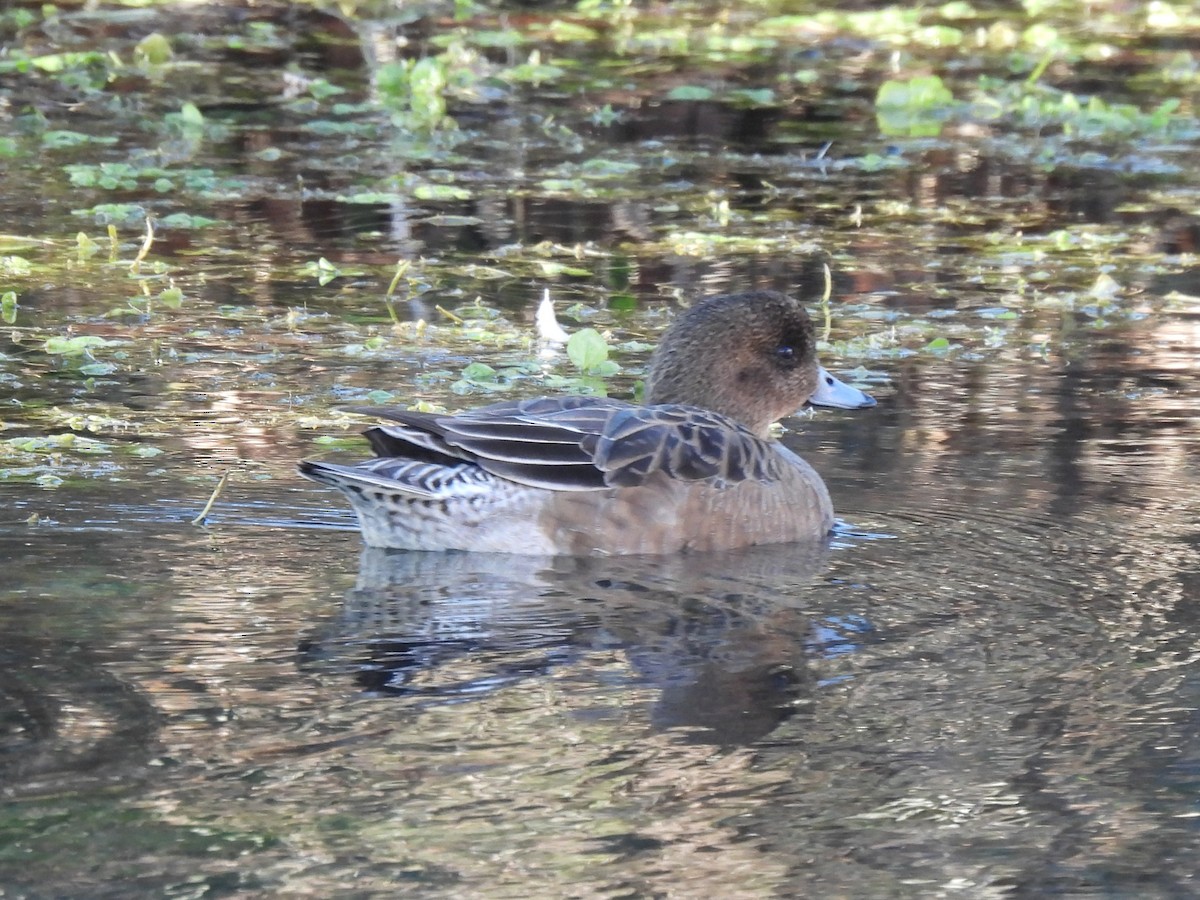 Eurasian Wigeon - ML630160499