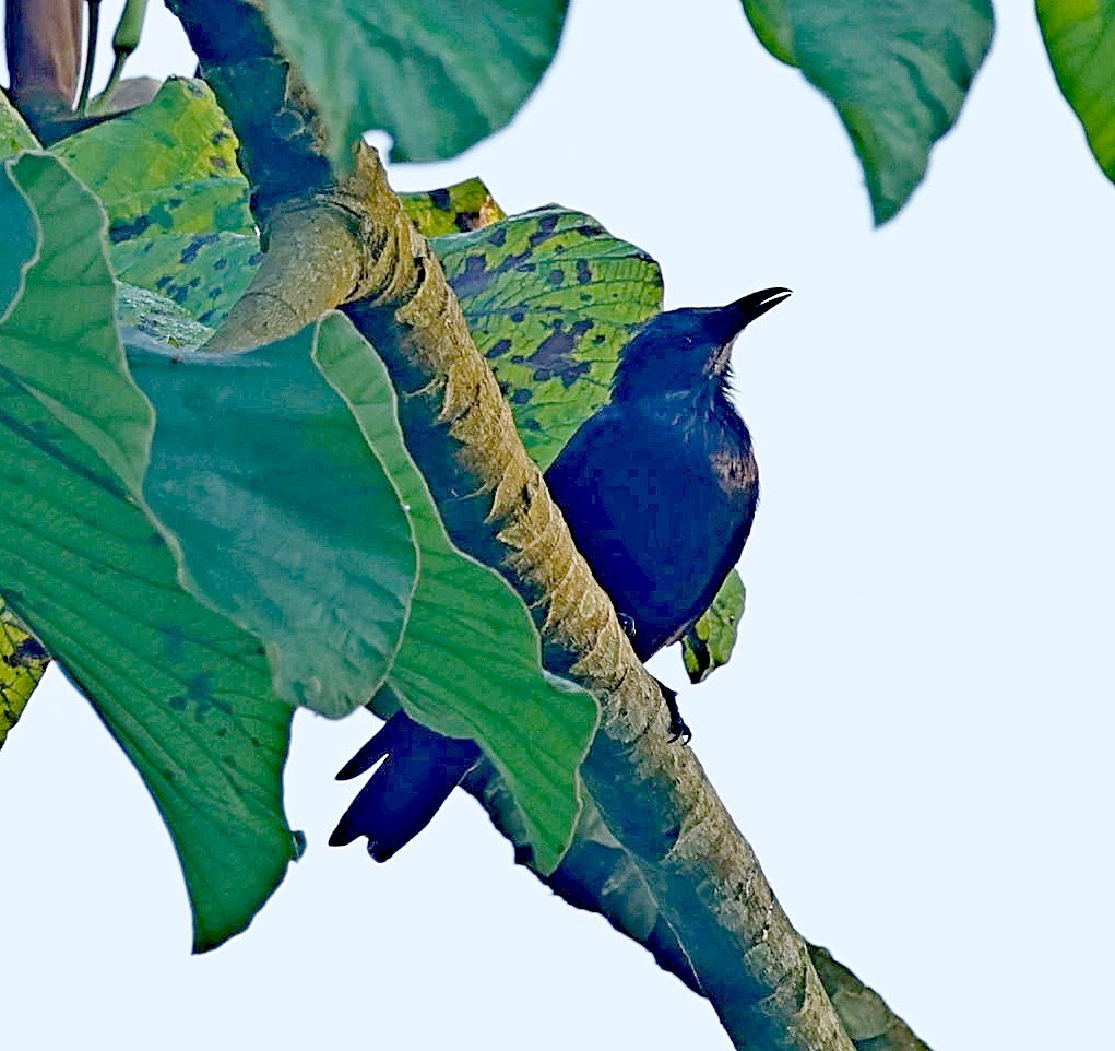 Chestnut-winged Starling - ML630160581