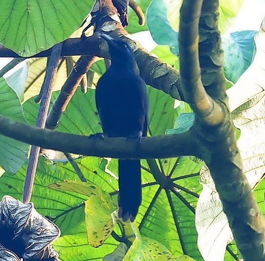 Chestnut-winged Starling - ML630160582