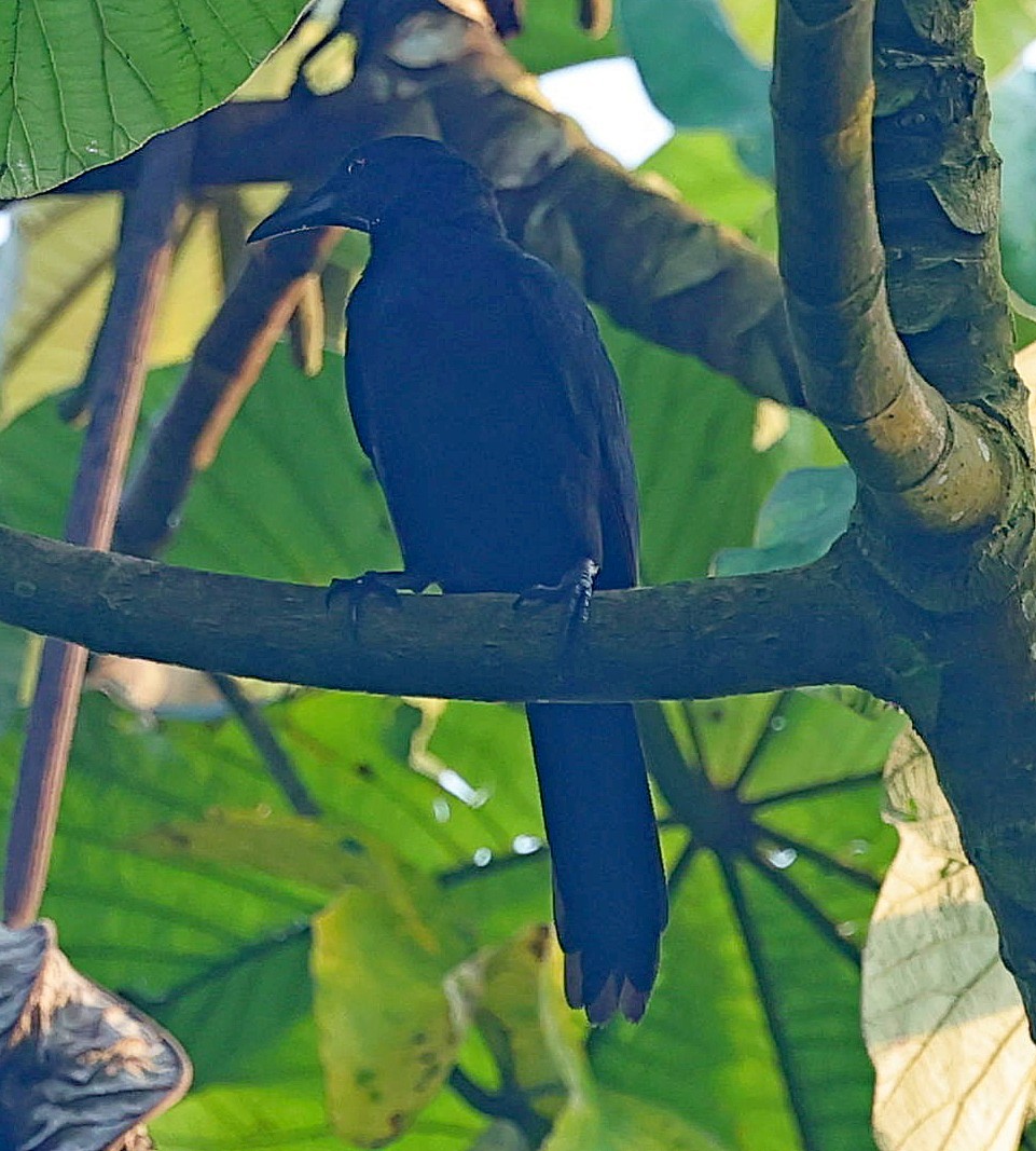 Chestnut-winged Starling - ML630160583