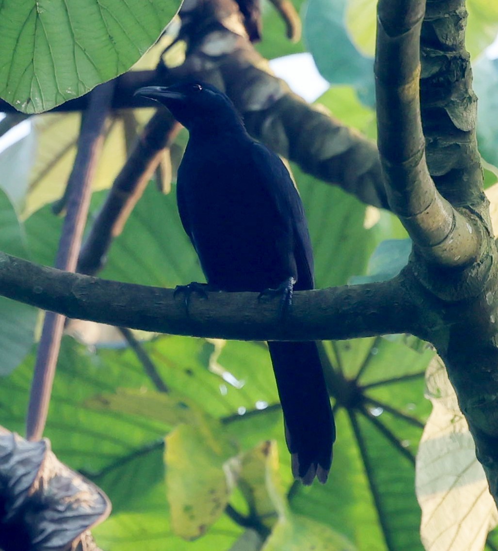 Chestnut-winged Starling - ML630160584