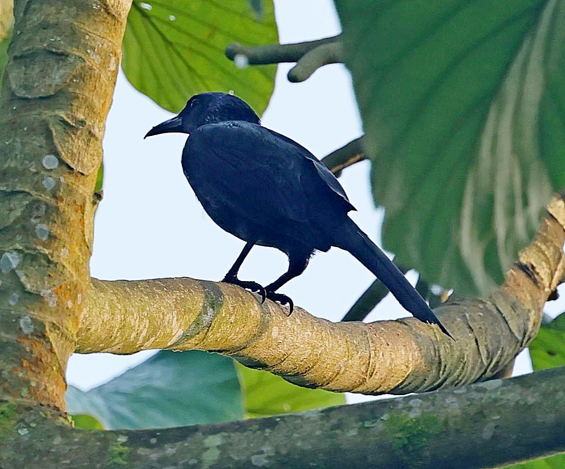 Chestnut-winged Starling - ML630160585