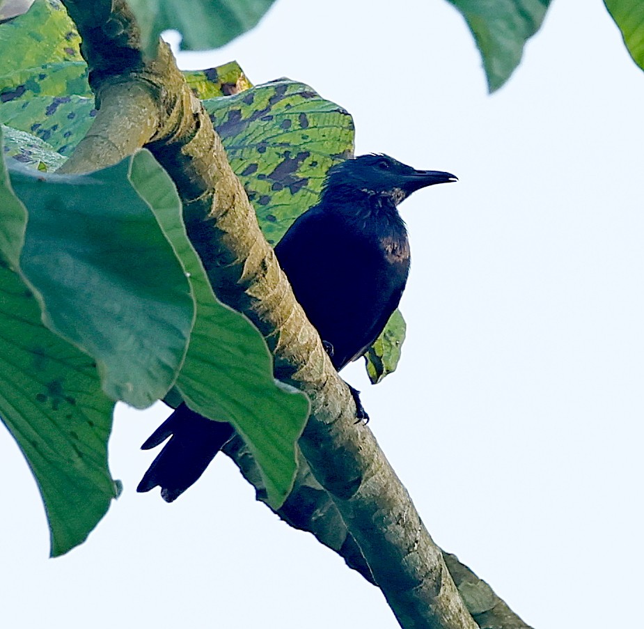 Chestnut-winged Starling - ML630160586