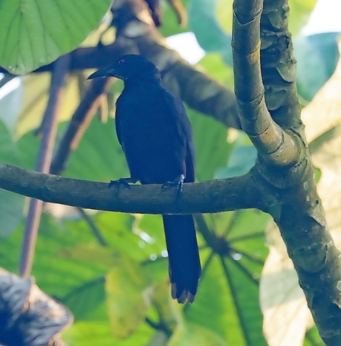 Chestnut-winged Starling - ML630160587