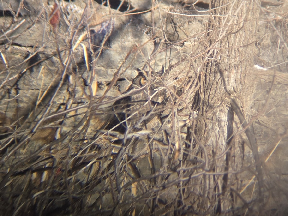 Great Horned Owl - ML630160600