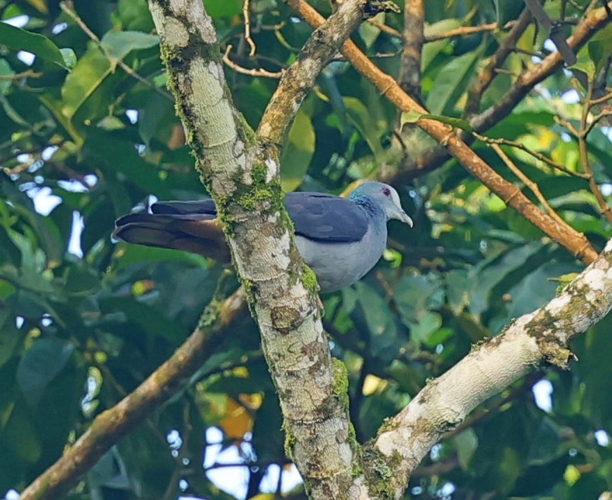 Sao Tome Pigeon - ML630160601