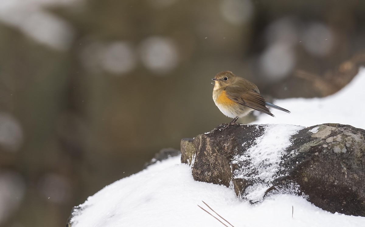 Red-flanked Bluetail - ML630160619
