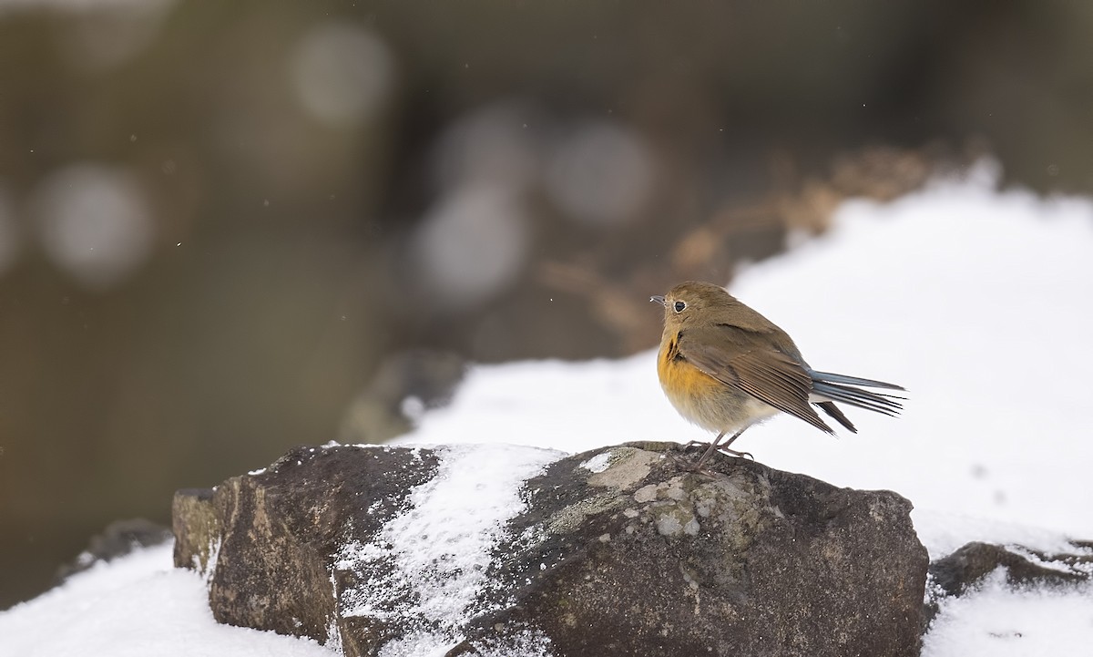 Red-flanked Bluetail - ML630160620