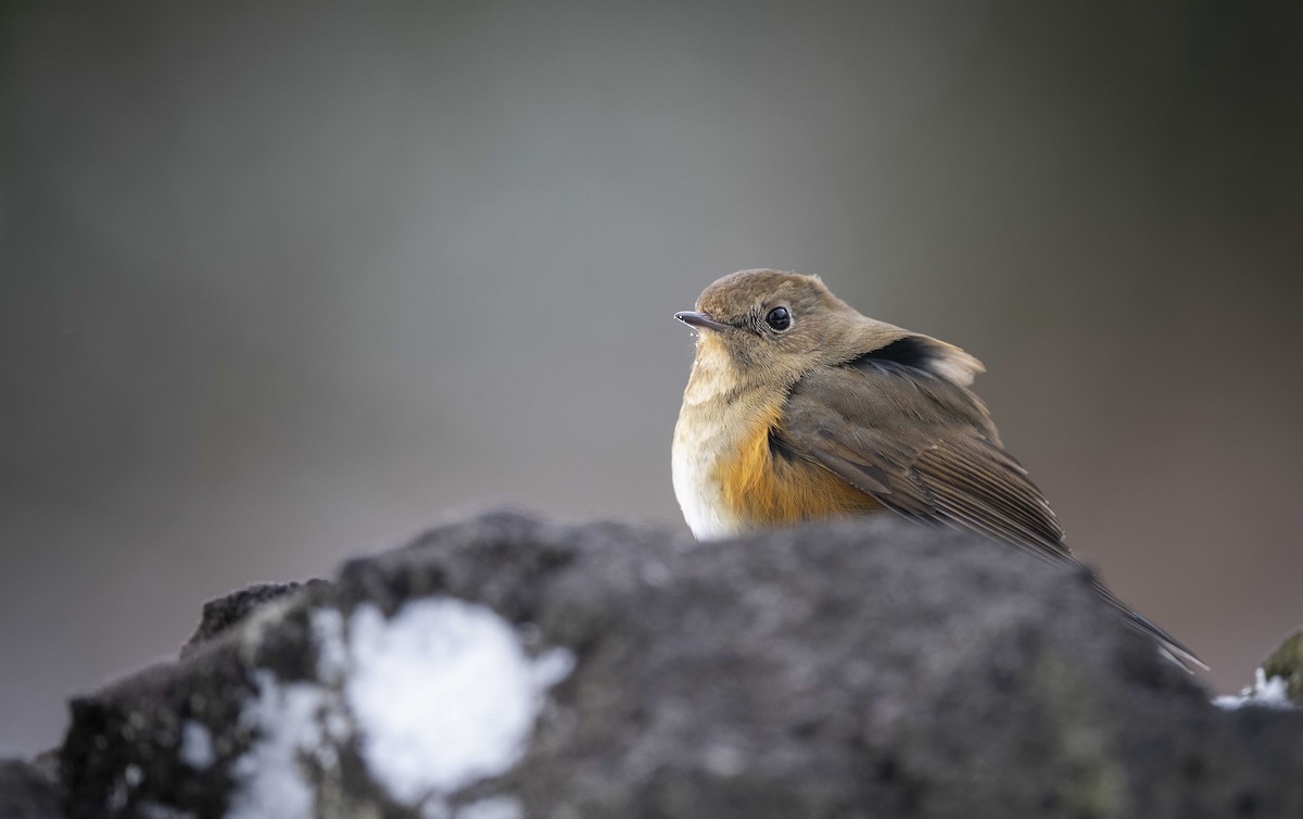 Red-flanked Bluetail - ML630160621